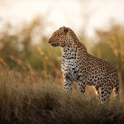 A picture of a leopard inthe grass plains