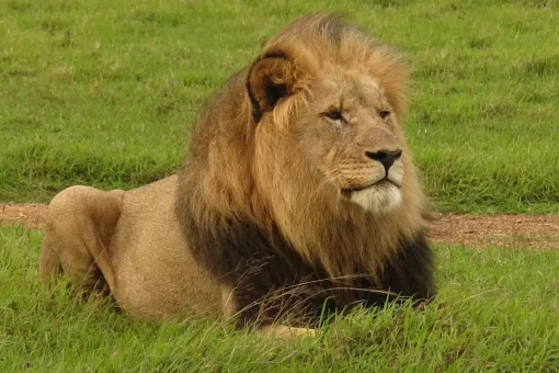 an image of a lion, laying down on the grass 